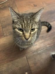 Lost Male Cat last seen Greenfern lane & basswood, Fort Worth, TX 76137