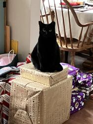 Lost Female Cat last seen Near Hiltons Ln, Wells, ME 04090
