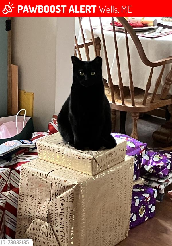 Lost Female Cat last seen Near Hiltons Ln, Wells, ME 04090