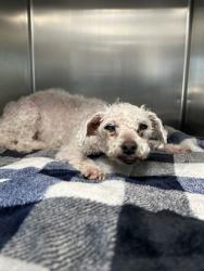 Shelter Stray Female Dog last seen Near broadmoor dr., West District, , 355 Hillshire Dr, Haslet, TX 76052, USA