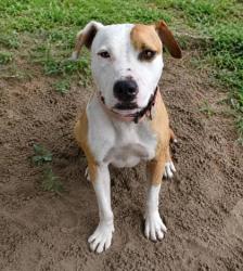Shelter Stray Female Dog last seen Aloysia Ave., Floral City, FL, 4030 S Airport Rd, Inverness, FL 34450, USA
