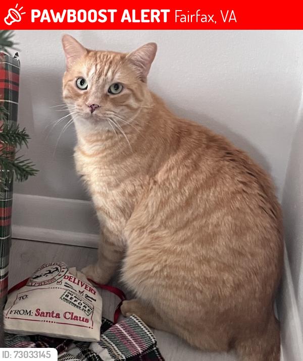 Lost Male Cat last seen East Blake Lane Park, Fairfax, VA 22031