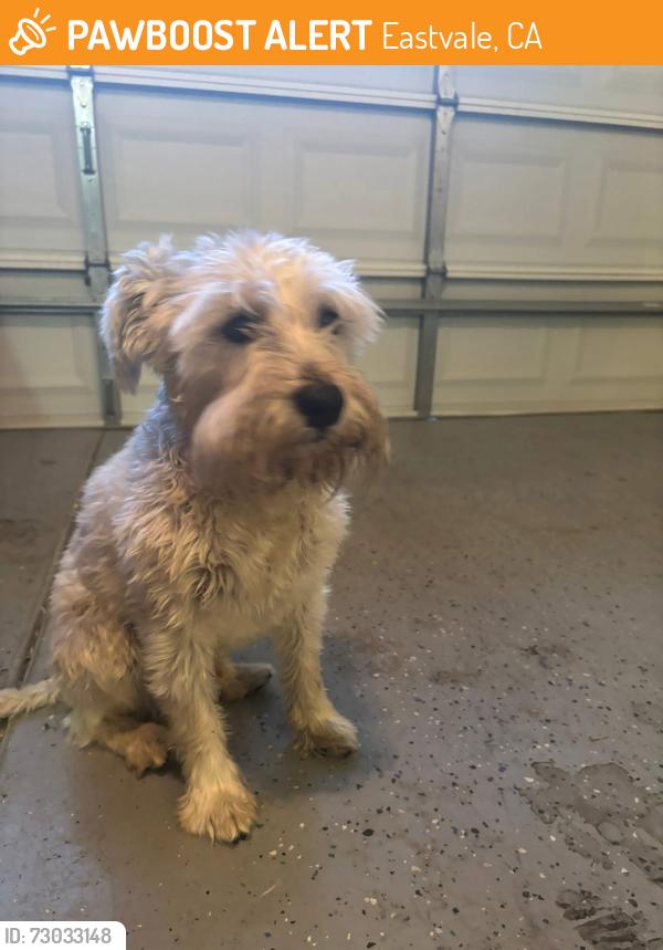 Found/Stray Male Dog last seen Clear Canyon off Sumner & Citrus EASTVALE/CORONA, Eastvale, CA 92880