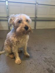 Found/Stray Male Dog last seen Clear Canyon off Sumner & Citrus EASTVALE/CORONA, Eastvale, CA 92880
