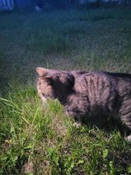 Found/Stray Unknown Cat last seen Near stop sign ran into nearby backyard after sighting, Calgary, AB T2K