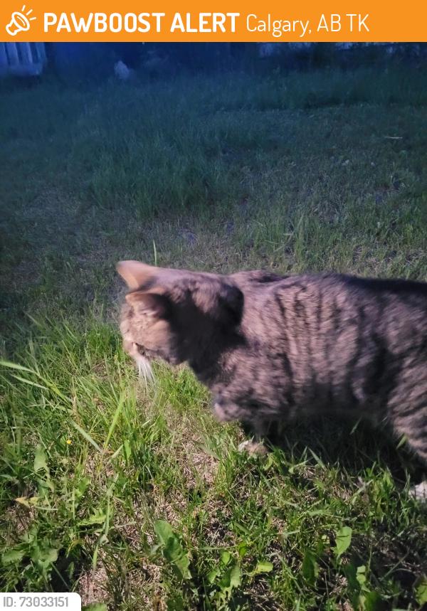 Found/Stray Unknown Cat last seen Near stop sign ran into nearby backyard after sighting, Calgary, AB T2K