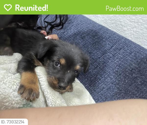 Reunited Male Dog last seen 15th and Spurgeon , Santa Ana, CA 92701