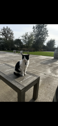 Lost Female Cat last seen Argyle Winery, Dundee, OR 97115