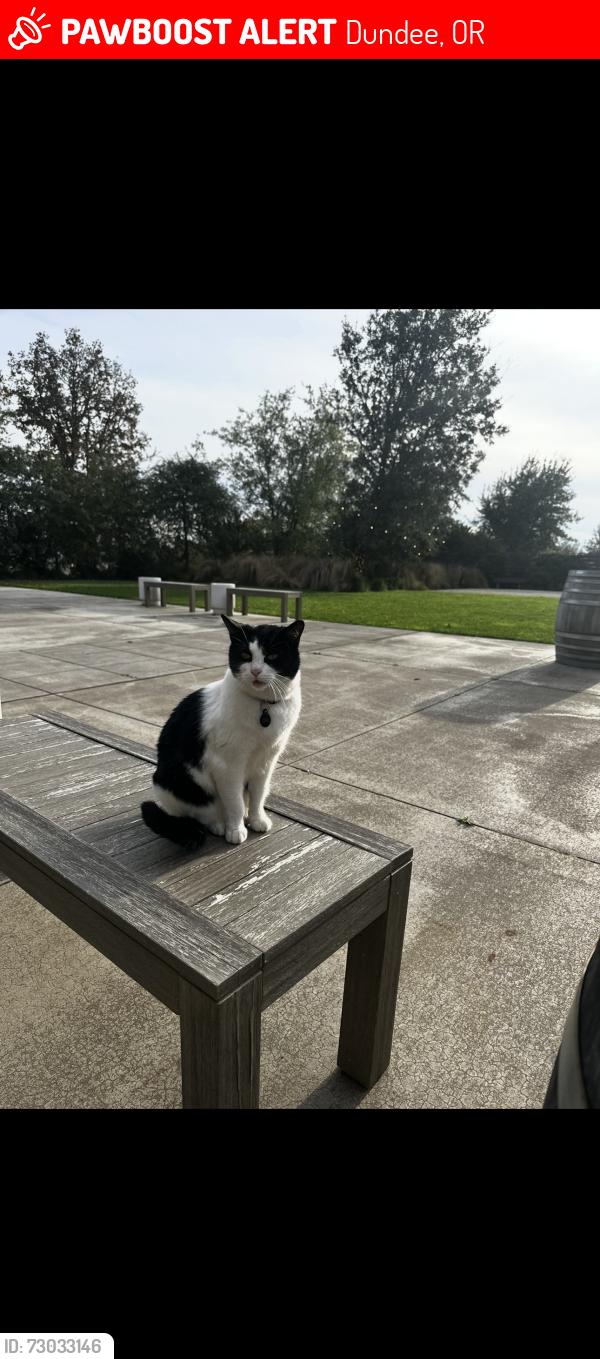 Lost Female Cat last seen Argyle Winery, Dundee, OR 97115
