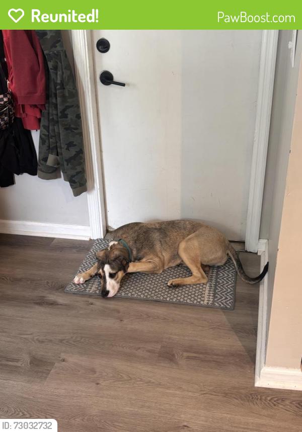 Reunited Male Dog last seen Hamilton Mason road, Hamilton, OH 45011