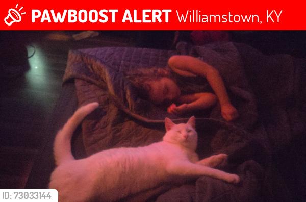 Lost Male Cat last seen Skyway drive, Williamstown, KY 41097