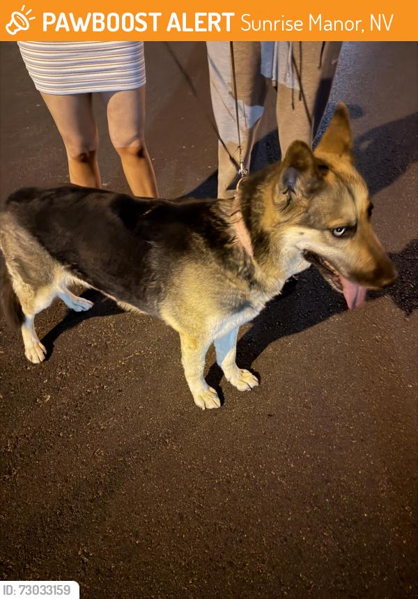 Found/Stray Female Dog last seen Master cir, Sunrise Manor, NV 89142