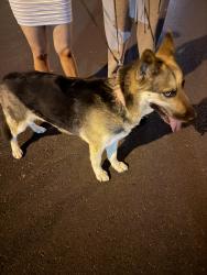 Found/Stray Female Dog last seen Master cir, Sunrise Manor, NV 89142