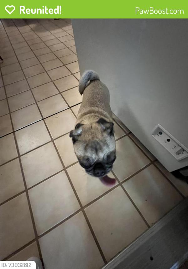 Reunited Female Dog last seen E Yale Dr & Country Club Way, Tempe, AZ 85283