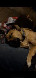 Lost Female Dog last seen n/a, Pulaski, VA 24301