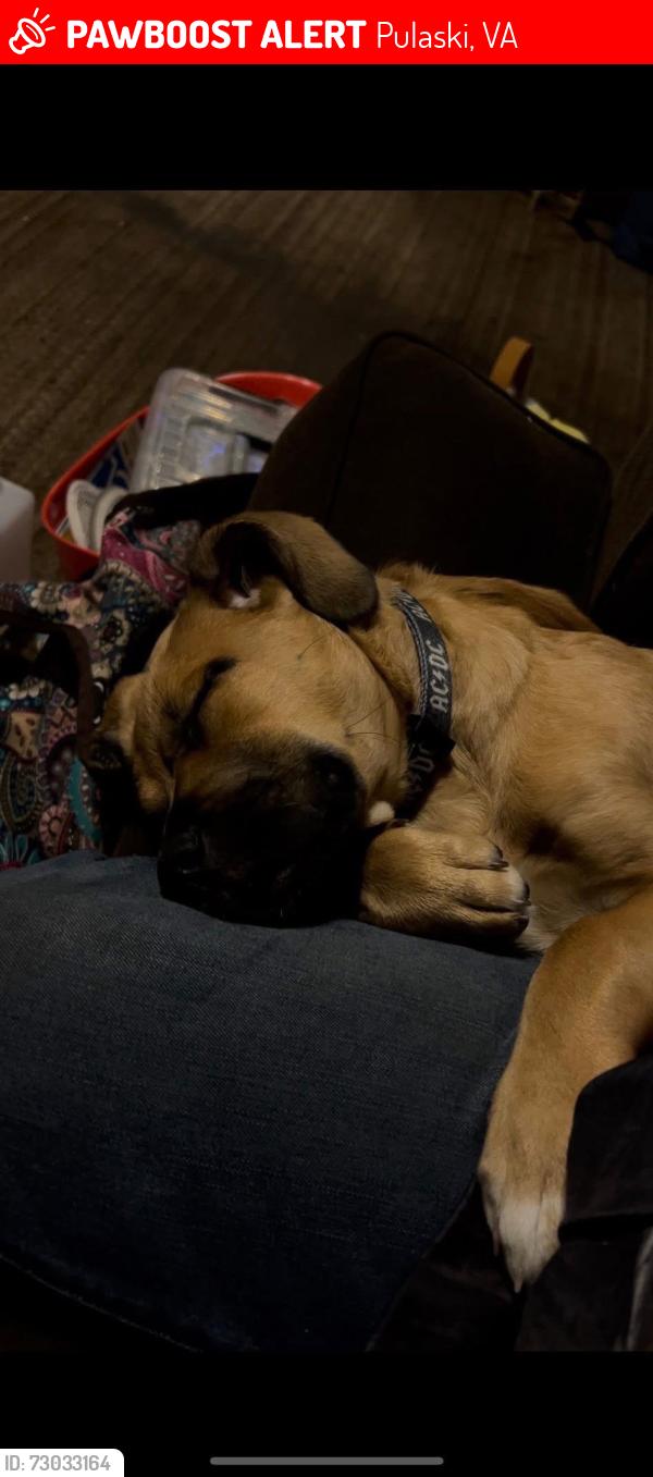 Lost Female Dog last seen n/a, Pulaski, VA 24301