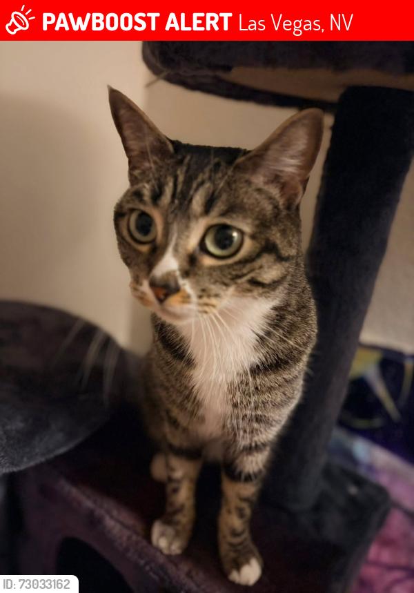 Lost Female Cat last seen Vintage at the lakes apt, Las Vegas, NV 89117