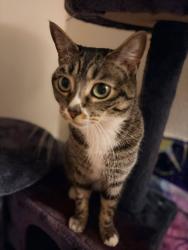 Lost Female Cat last seen Vintage at the lakes apt, Las Vegas, NV 89117