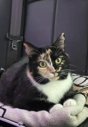 Lost Female Cat last seen Near Arbor Crest Blvd Antioch, TN  37013 United States, Nashville, TN 37013