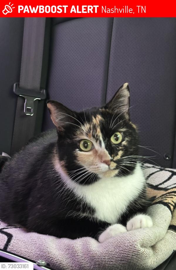Lost Female Cat last seen Near Arbor Crest Blvd Antioch, TN  37013 United States, Nashville, TN 37013