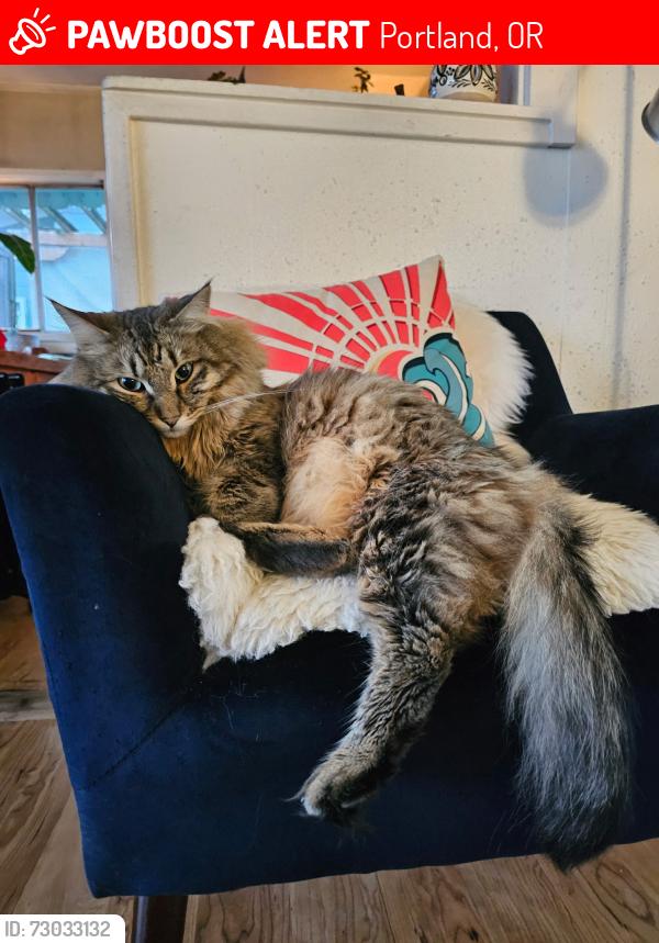 Lost Male Cat last seen I-5 ,Pier 99 st ,Expo Center, Columbia River , Portland, OR 97217