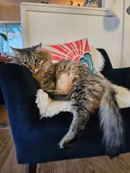Lost Male Cat last seen I-5 ,Pier 99 st ,Expo Center, Columbia River , Portland, OR 97217