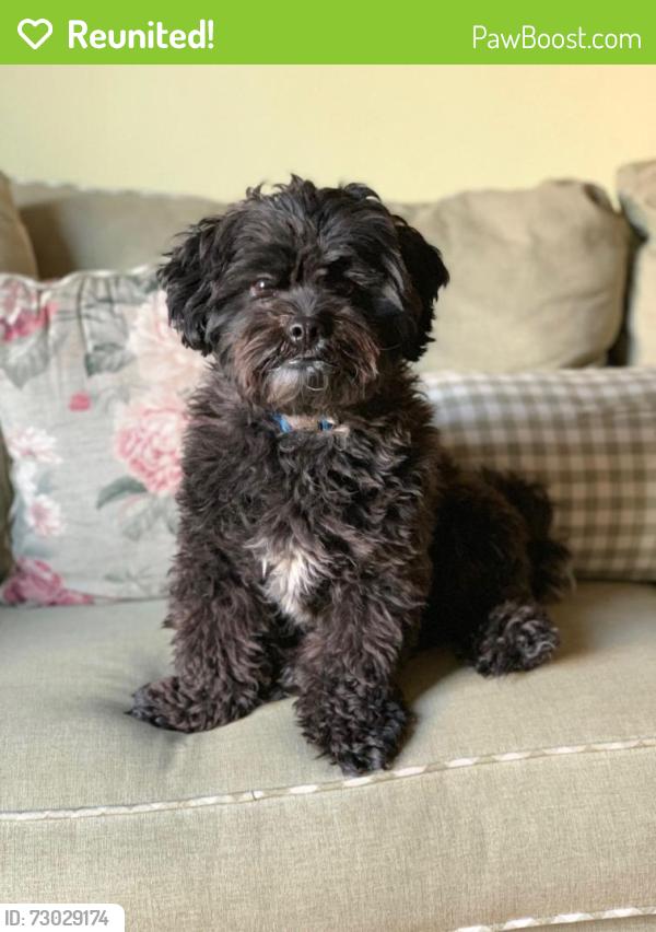 Reunited Male Dog last seen Foster rd and Dunrpbin, Bellflower, CA 90242