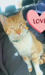 Reunited Male Cat last seen Cross country elementary/middle, Baltimore, MD 21215