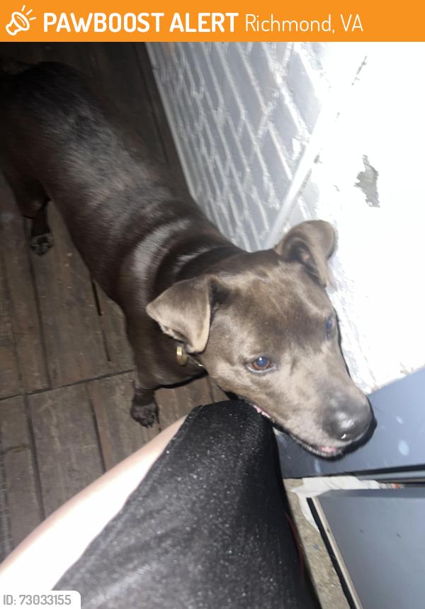 Found/Stray Male Dog last seen 3rd & Main St , Richmond, VA 23219