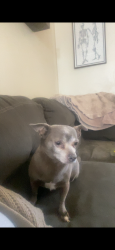 Lost Male Dog last seen Midway, Escondido, CA 92027