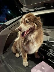 Found/Stray Female Dog last seen Cherry lane, Nampa, ID 83687