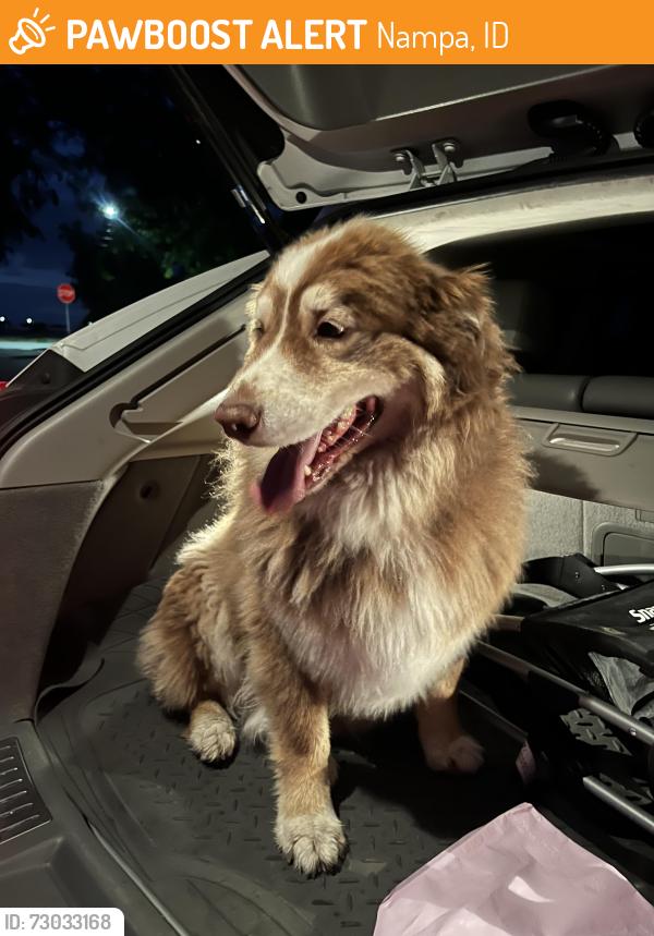 Found/Stray Female Dog last seen Cherry lane, Nampa, ID 83687