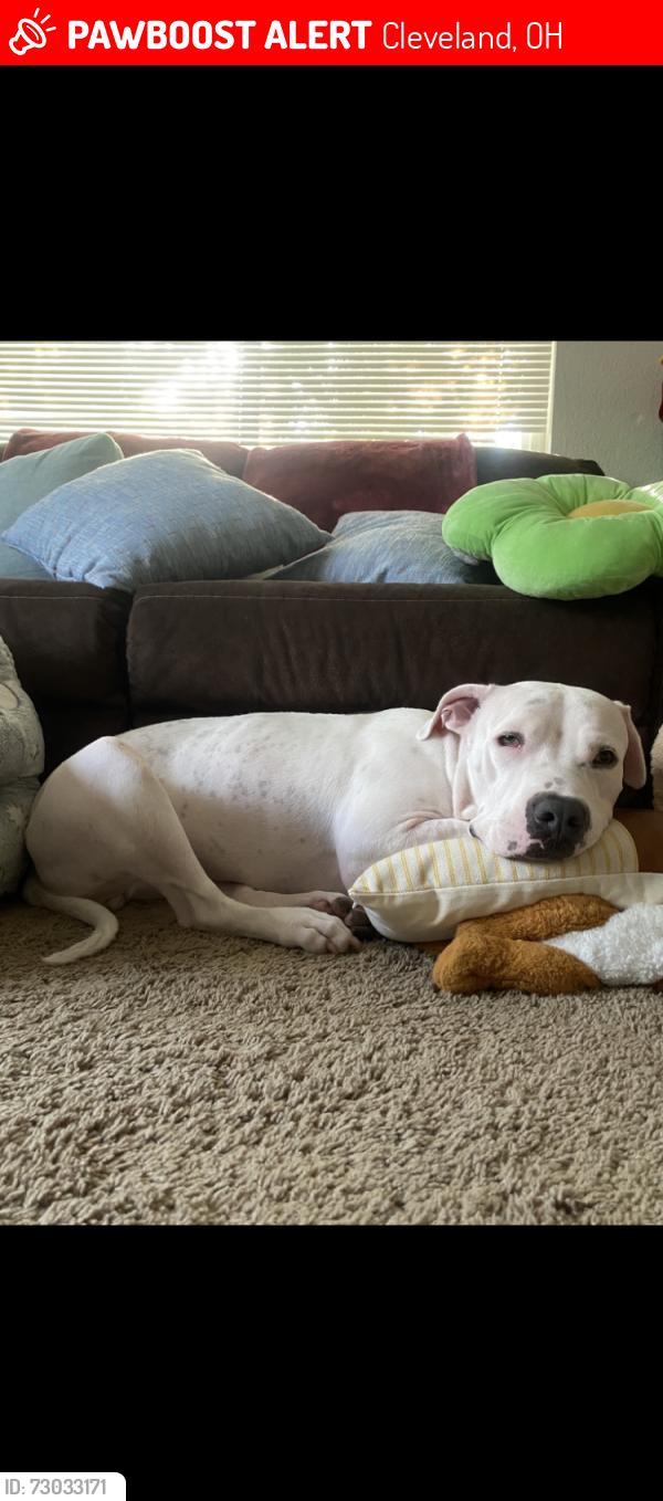 Lost Female Dog last seen Ludlow road, Cleveland, OH 44120