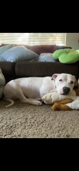 Lost Female Dog last seen Ludlow road, Cleveland, OH 44120