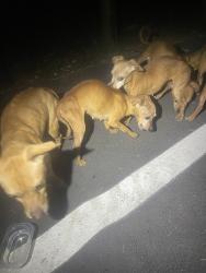 Found/Stray Unknown Dog last seen Friesenhan Park parking lot, San Antonio, TX 78247