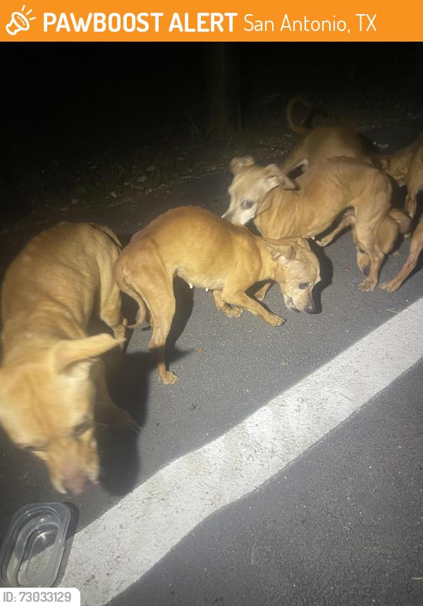 Found/Stray Unknown Dog last seen Friesenhan Park parking lot, San Antonio, TX 78247
