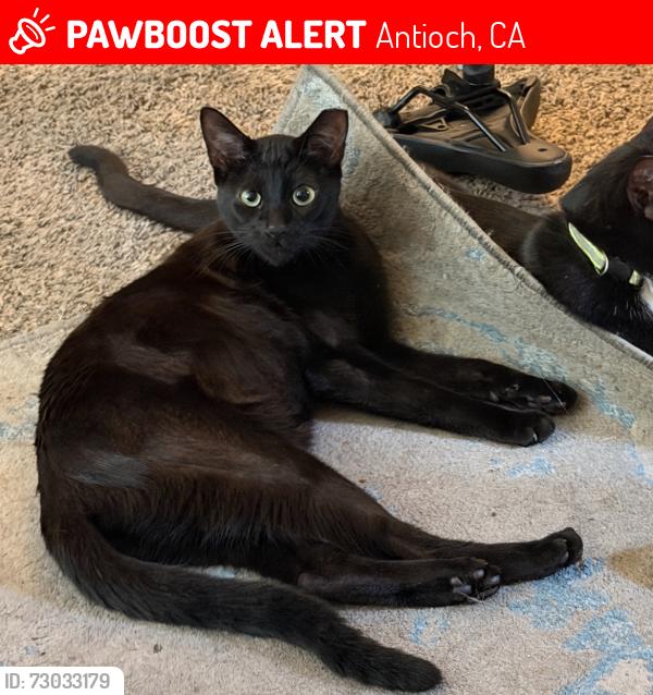 Lost Female Cat last seen mesa ridge drive and prewett ranch, Antioch, CA 94531