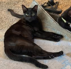Lost Female Cat last seen mesa ridge drive and prewett ranch, Antioch, CA 94531