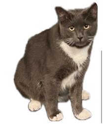 Lost Male Cat last seen Race trac, Duluth, GA 30097