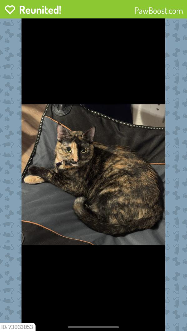 Reunited Female Cat last seen Broadway and the 101, Tempe, AZ 85282