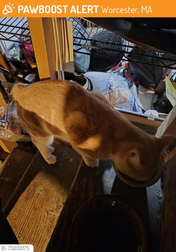 Found/Stray Male Cat last seen Colleage of the holly cross, Worcester, MA 01610