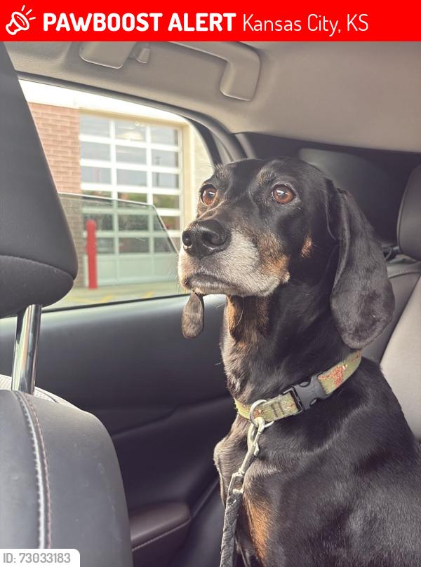 Lost Female Dog last seen 6th and Tenny, Kansas City, KS 66101