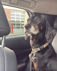 Lost Female Dog last seen 6th and Tenny, Kansas City, KS 66101