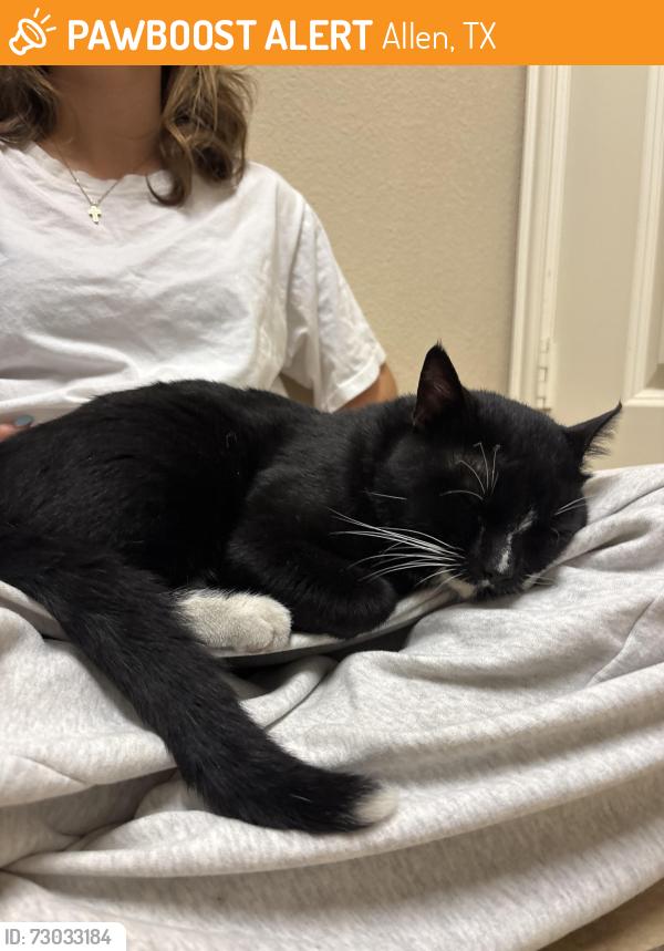 Found/Stray Female Cat last seen In the parking garage of the HUB , Allen, TX 75013