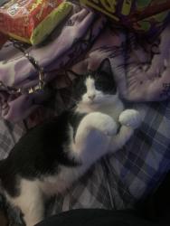 Lost Male Cat last seen McConnel Lane & Mount Olive Road, Mount Olive, AL 35117