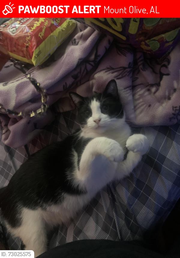 Lost Male Cat last seen McConnel Lane & Mount Olive Road, Mount Olive, AL 35117