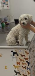 Reunited Male Dog last seen Marten Ave, San Jose, CA, USA, San Jose, CA 95148
