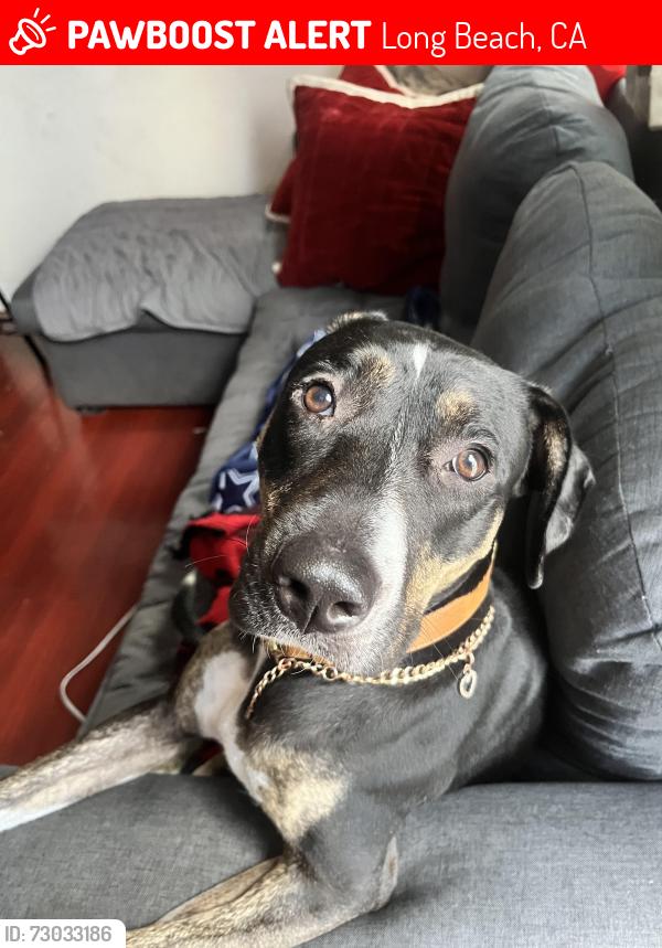 Lost Female Dog last seen Sherman and 17th st, Long Beach, CA 90804