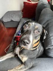 Lost Female Dog last seen Sherman and 17th st, Long Beach, CA 90804