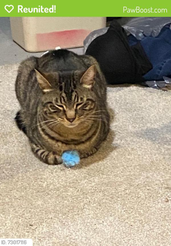 Reunited Male Cat last seen Near Mohawk Ave, Akron, OH 44305, USA, Akron, OH 44305